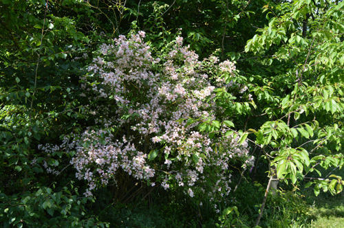 Well Lane Corner